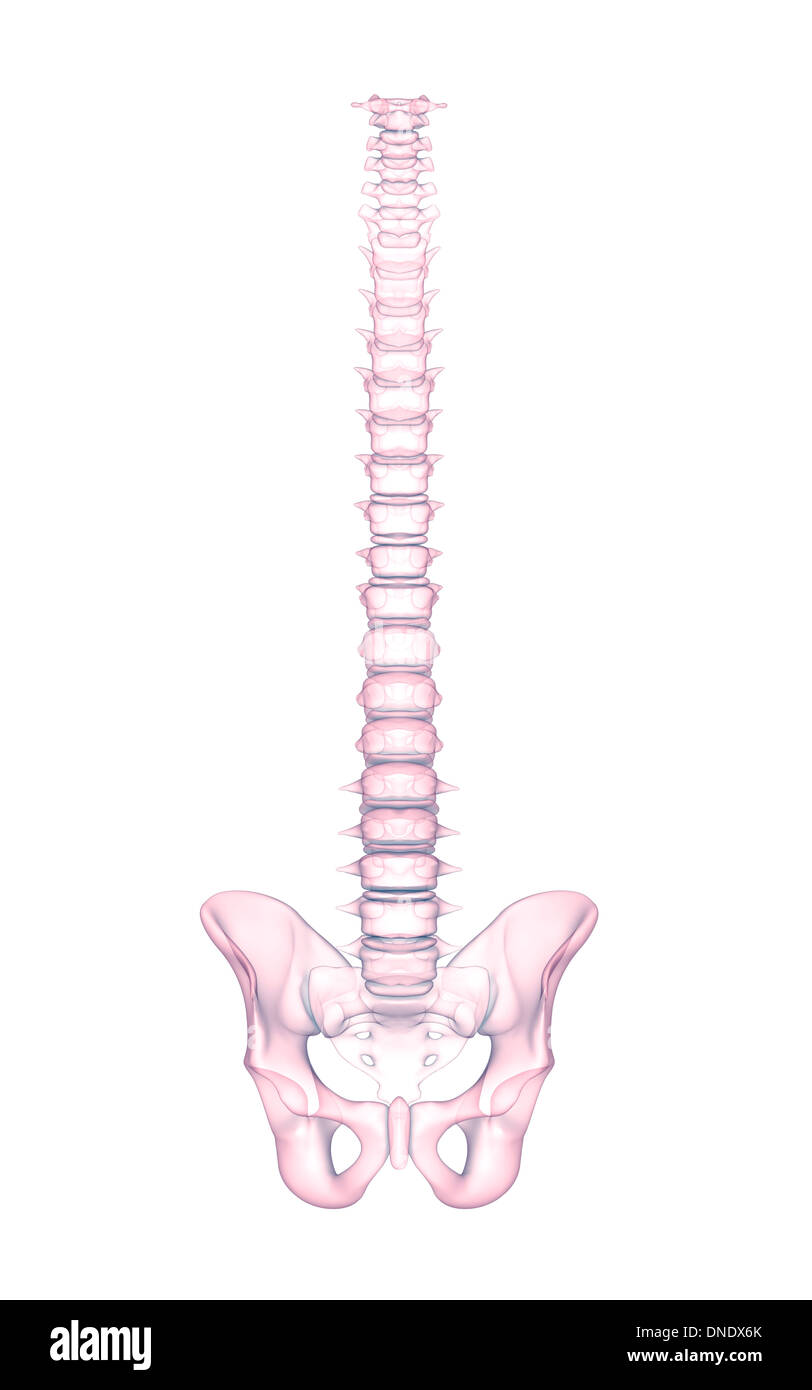 Immagine concettuale di scheletro umano. Foto Stock