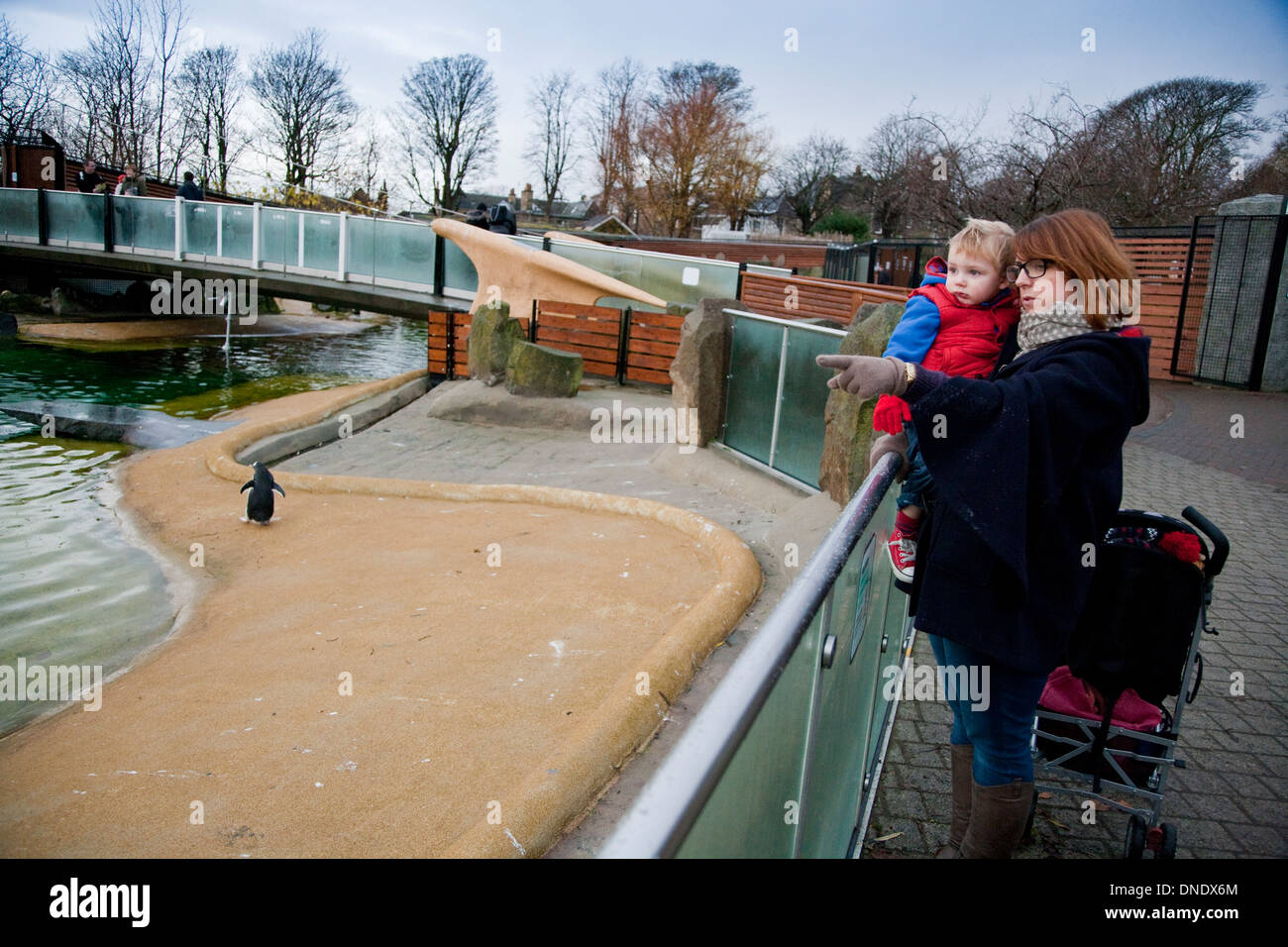 Zoo di Edimburgo Foto Stock
