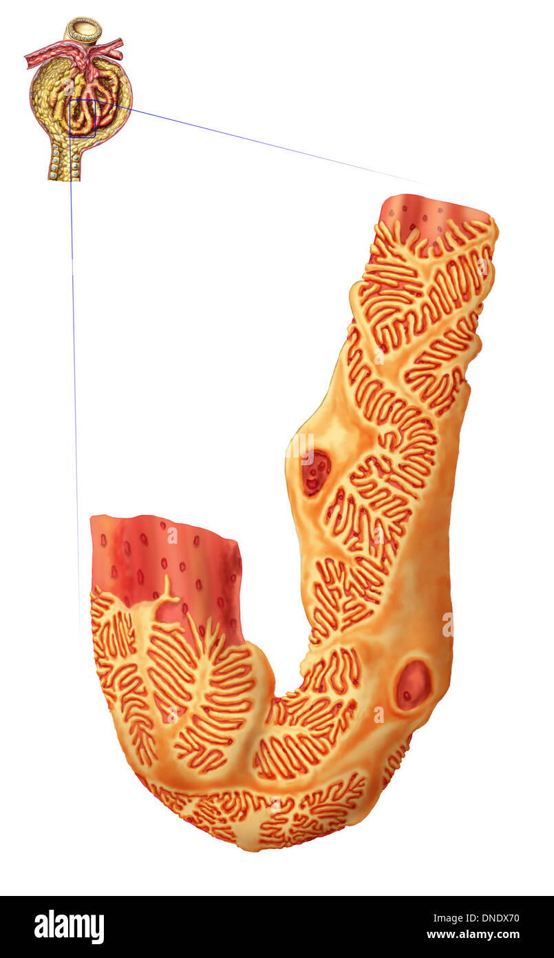Corpuscoli renali e membrana di filtrazione. Capillare glomerulare circondato da podocytes. Foto Stock