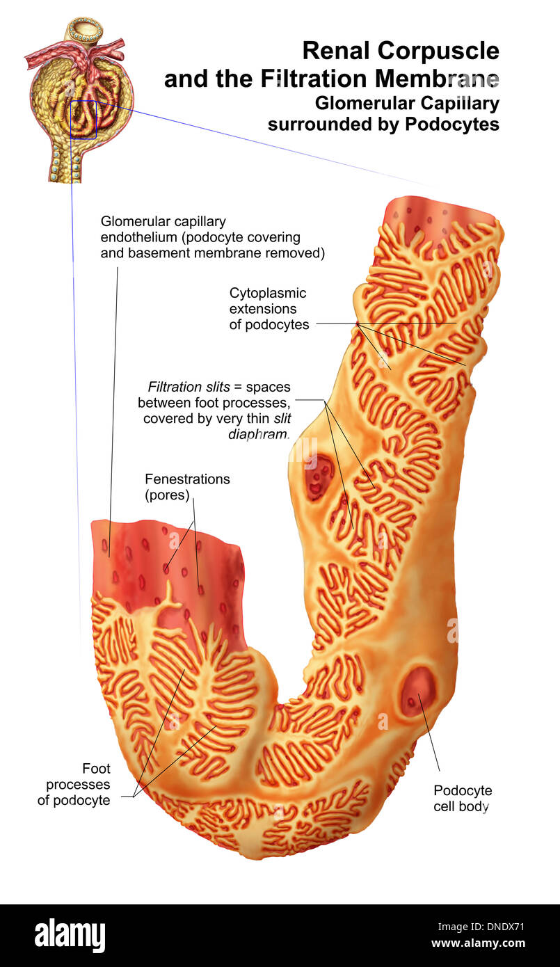 Corpuscoli renali e membrana di filtrazione. Capillare glomerulare circondato da podocytes. Foto Stock