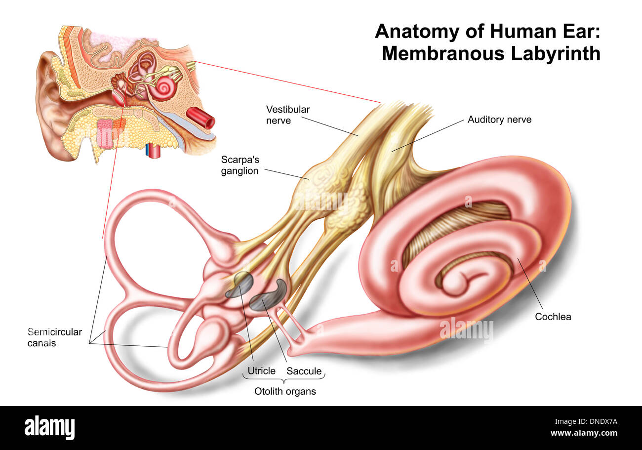 Anatomia di un orecchio umano, labirinto membranoso. Foto Stock