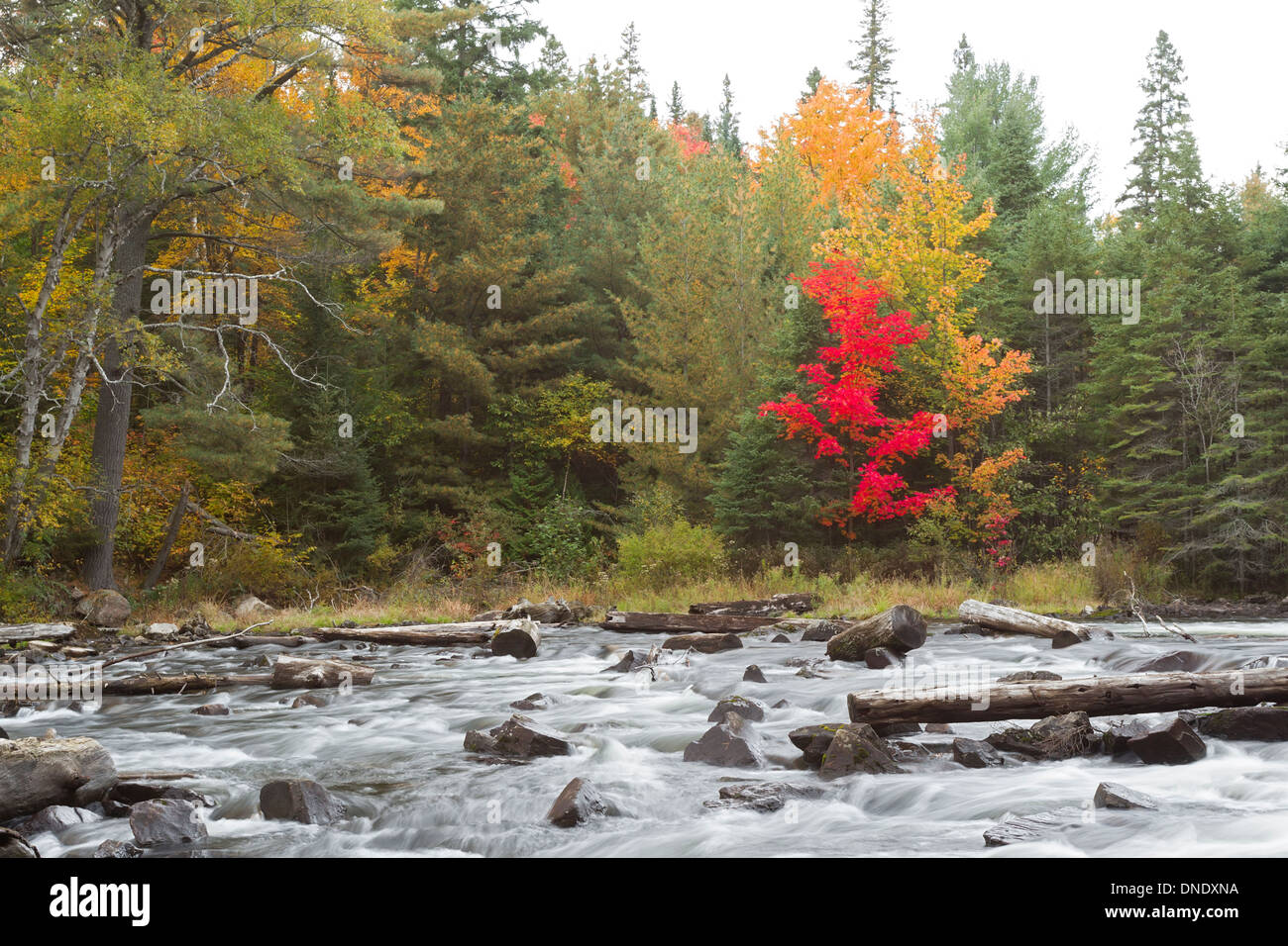 Acero Rosso e lo streaming per l'autunno. Algonquin Provincial Park, Ontario Canada Foto Stock