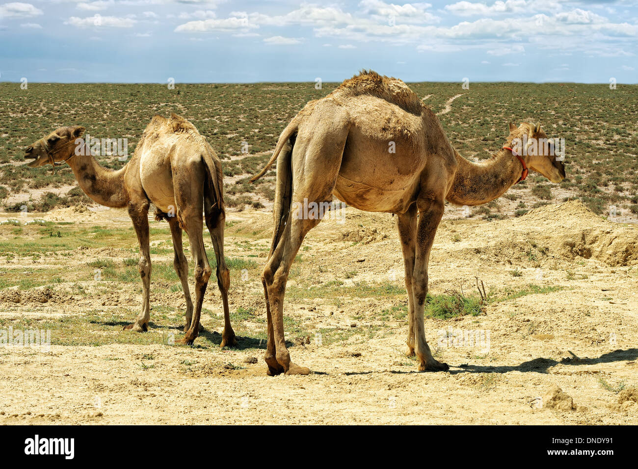 Gli animali di piccole dimensioni, camel, deserto, marrone, mammiferi, capelli, hump, giovani, pelliccia, interesse, cercando, endurance, shaggy, chiedendo, Asia, ar Foto Stock