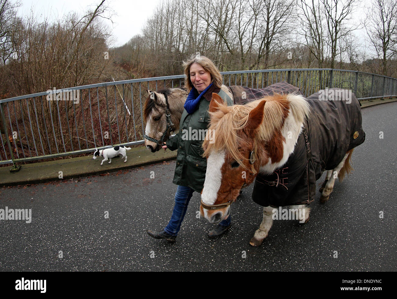 Norderbrarup, Germania. Xviii Dicembre, 2013. Petra Teegen, iniziatore della Germania primo cavallo berlina, passeggiate con cavalli "Beachboy' (L) e 'Pirat' all'ingresso del cavallo di hatch in Norderbrarup, Germania, 18 dicembre 2013. Proprietari di cavalli possono lasciare i loro animali in forma anonima a cavallo di emergenza box. Foto: Axel Heimken/dpa/Alamy Live News Foto Stock