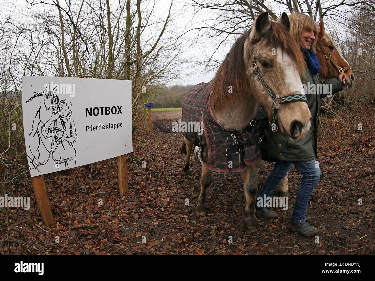 Norderbrarup, Germania. Xviii Dicembre, 2013. Petra Teegen, iniziatore della Germania primo cavallo berlina, pone con i cavalli Beachboy' (L) e 'Pirat' nei locali del cavallo di hatch in Norderbrarup, Germania, 18 dicembre 2013. Proprietari di cavalli possono lasciare i loro animali in forma anonima a cavallo di emergenza box. Foto: Axel Heimken/dpa/Alamy Live News Foto Stock