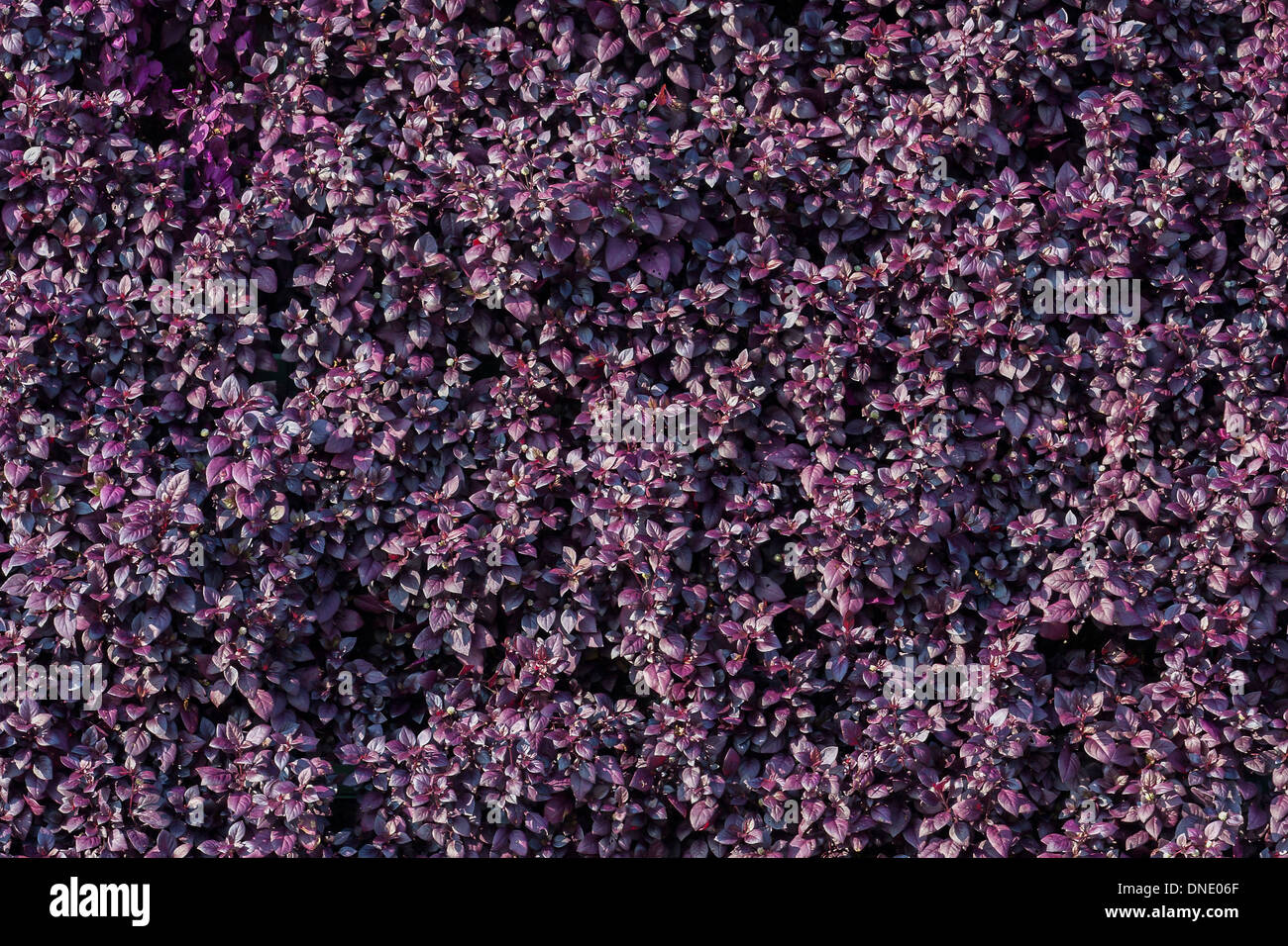 Gli sfondi di fogliame color porpora in una giornata di sole. Foto Stock