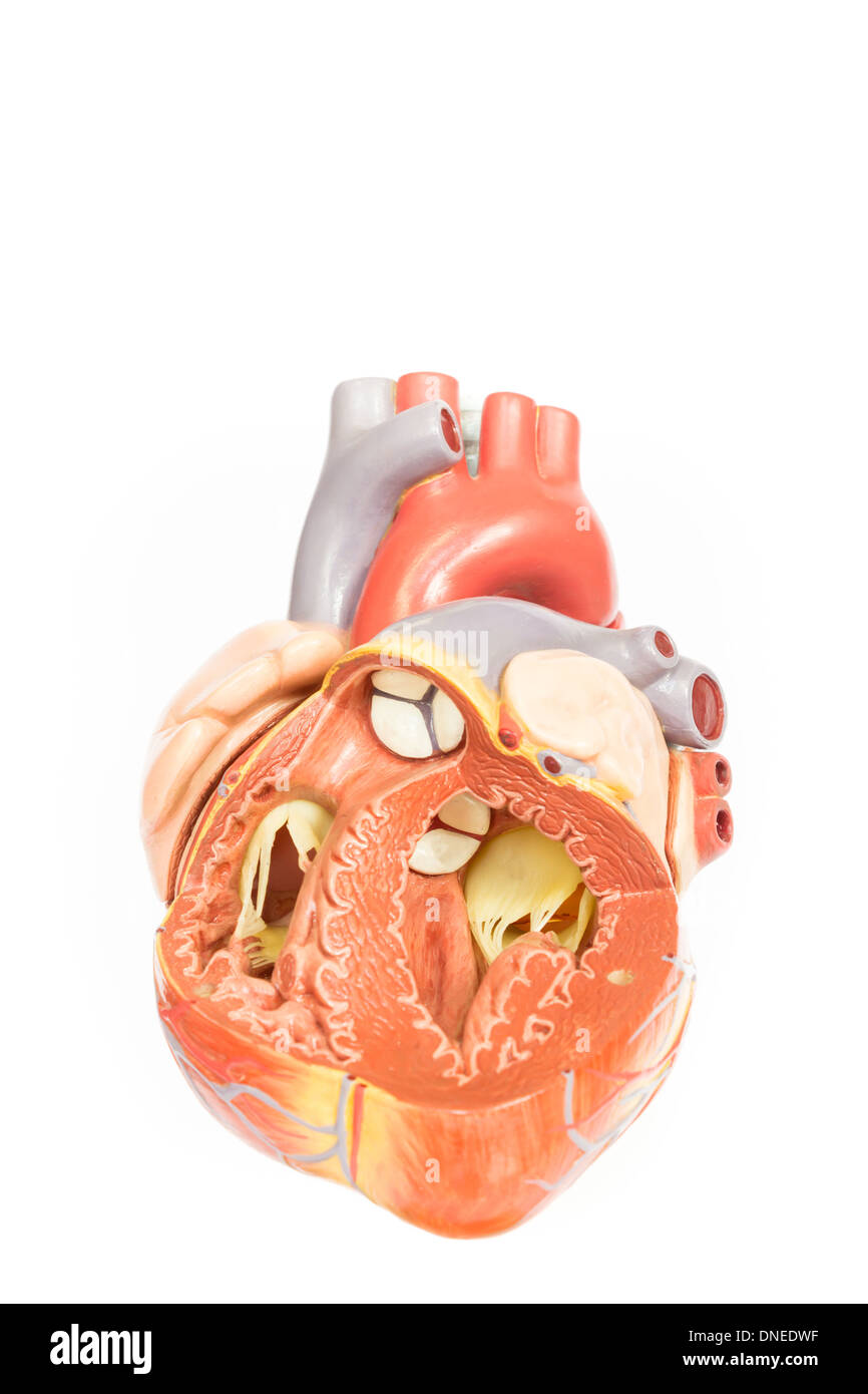 Cuore umano modello anteriore e vista interna Foto Stock