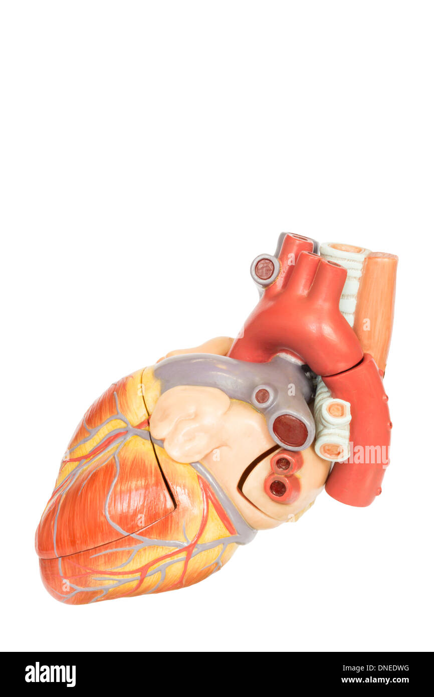 Cuore umano modello vista laterale Foto Stock