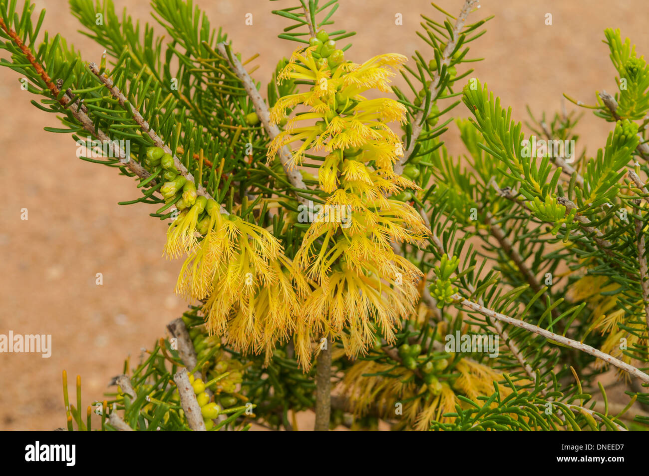Calothamnus quadrifidus, giallo Netbush comune a Cranbourne Royal Botanical Gardens, Victoria, Australia Foto Stock