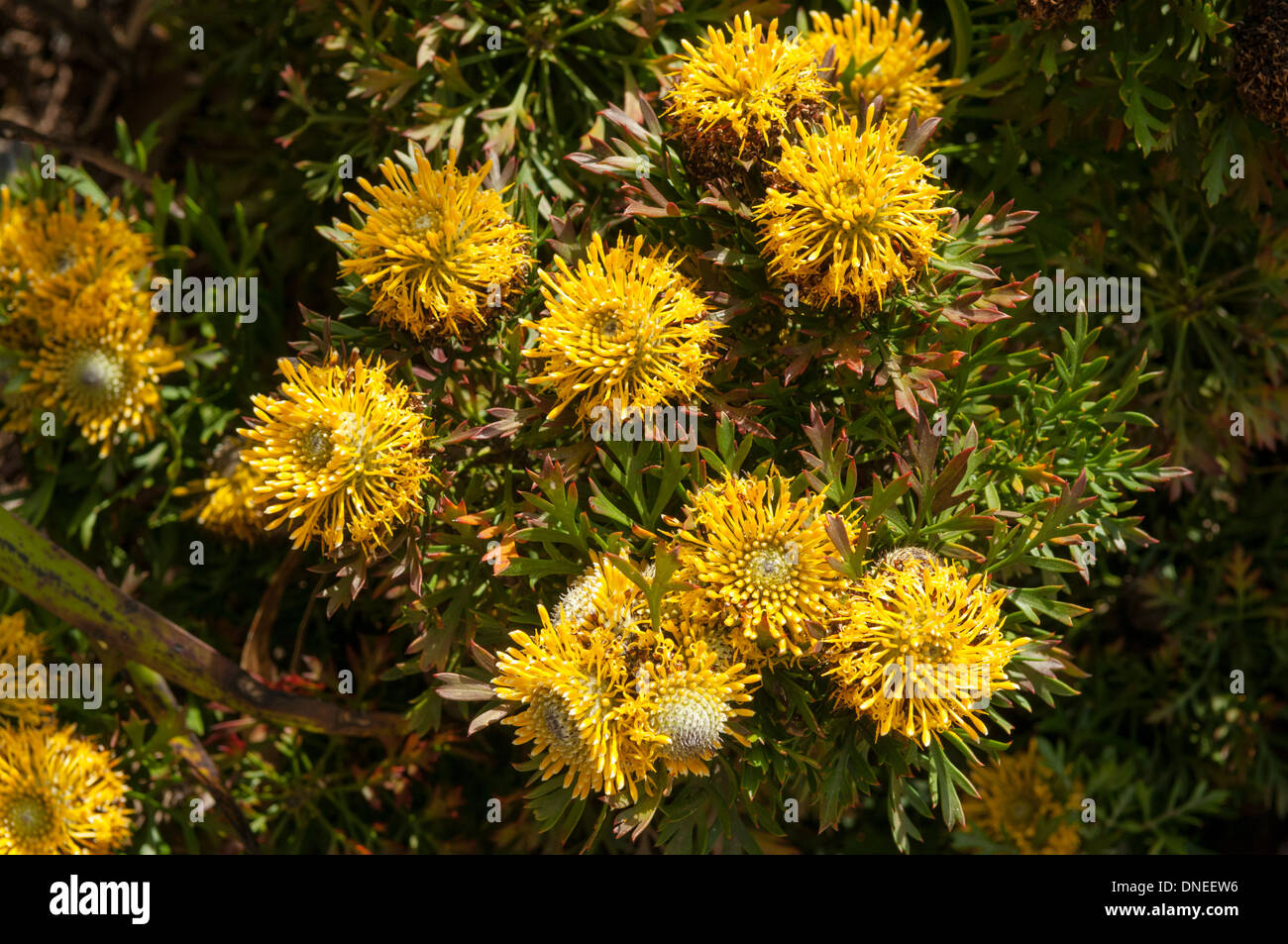 Isopogon anemonifolius, di latifoglie a Coscia Cranbourne Royal Botanical Gardens, Victoria, Australia Foto Stock