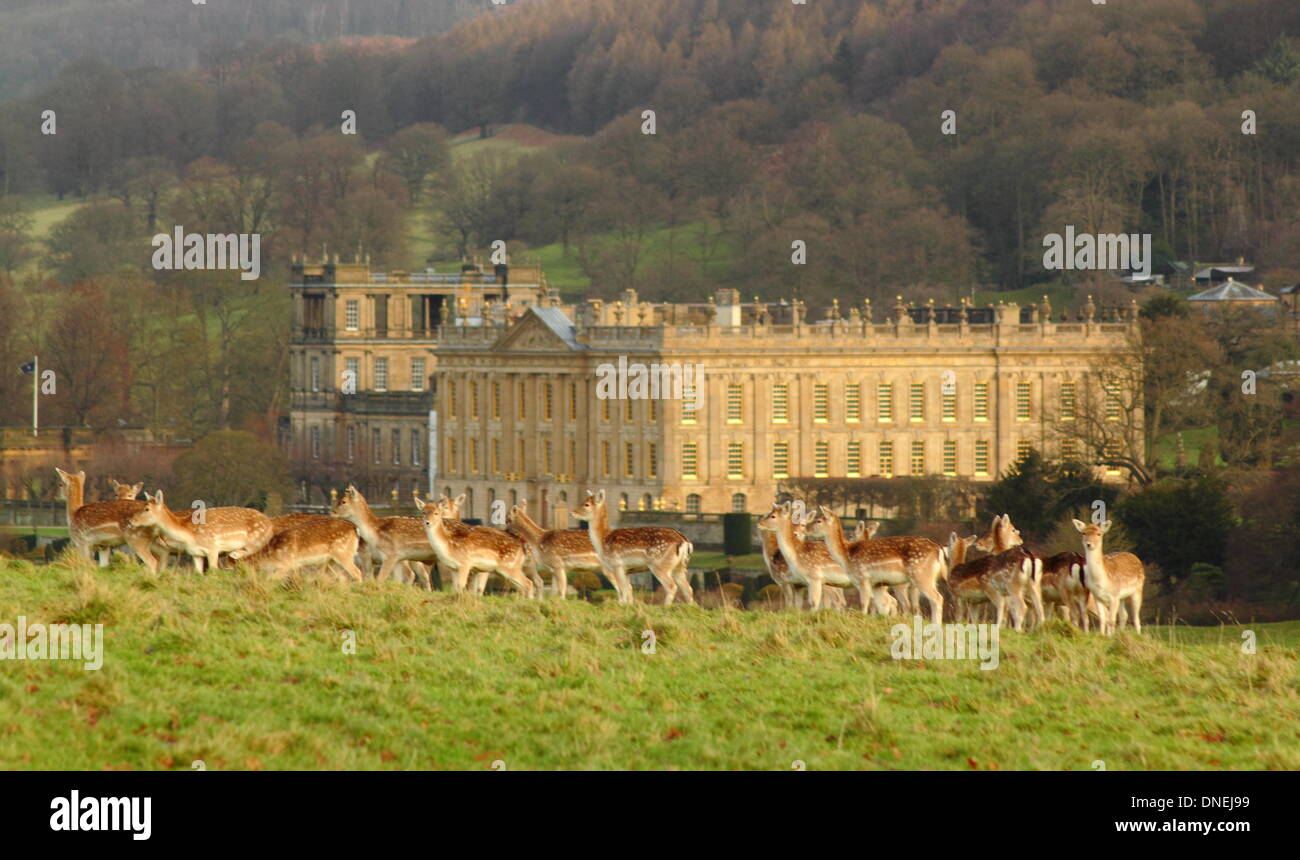 Un allevamento di daini raccogliere nel parco che circonda la Chatsworth House, il Peak District, Derbyshire, England, Regno Unito Foto Stock