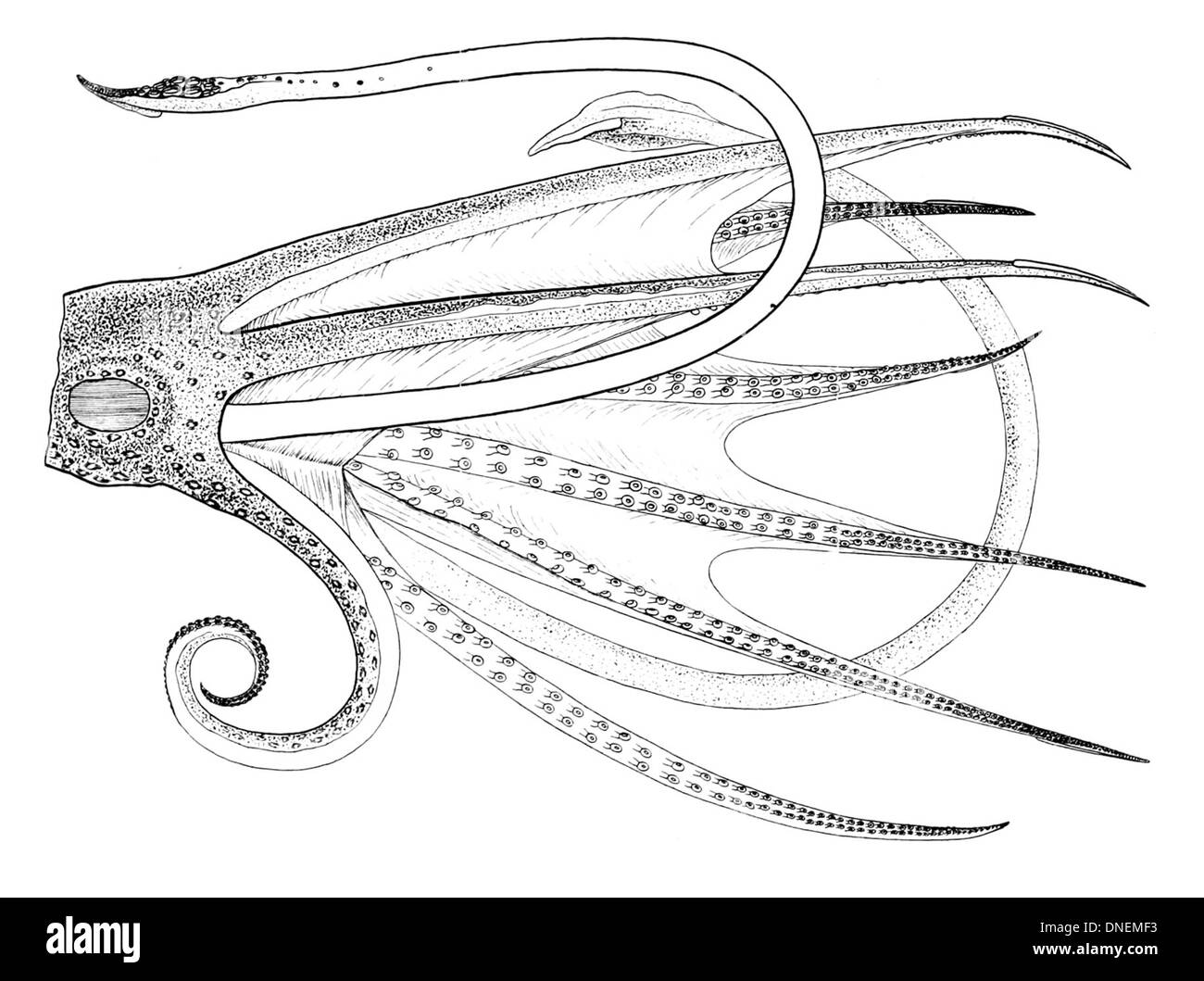 Histioteuthis bonnellii, noto come calamaro di vetro, è una specie di calamari di mare profondo trovati a grandi profondità. Si distingue per il suo corpo trasparente e la bioluminescenza. Foto Stock