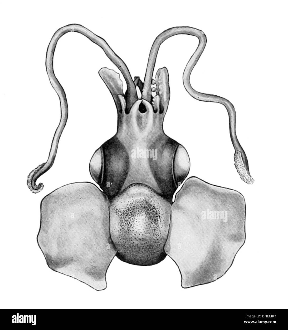 Iridoteuthis Iris, una specie di calamari di vetro, si trova nelle acque profonde dell'Oceano Atlantico. È noto per la sua bioluminescenza e il suo corpo trasparente. Foto Stock