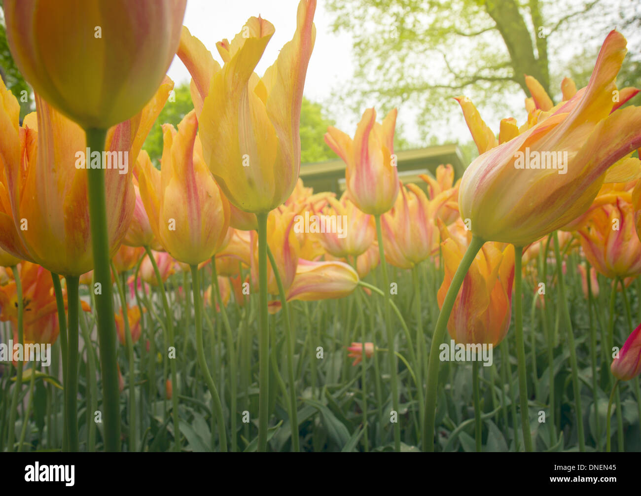 Molla di tulipani arancione close up Foto Stock