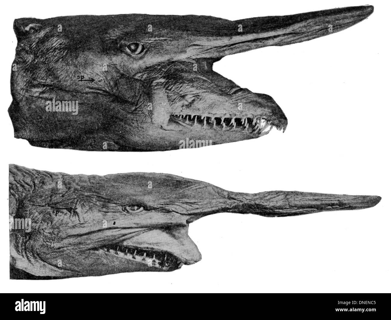 Mitsu è un genere di creature marine, spesso riferendosi a specie come calamari o cefalopodi correlati che si trovano in ambienti di acque profonde. Si distingue per la sua capacità di adattarsi agli ambienti con scarsa illuminazione. Foto Stock