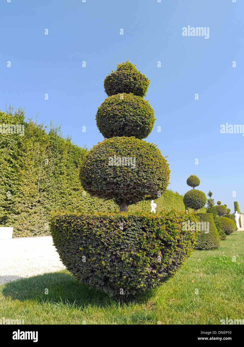 Vicolo con splendidi sempreverdi arbusti tagliati trovata nel giardino di Versailles, Francia Foto Stock