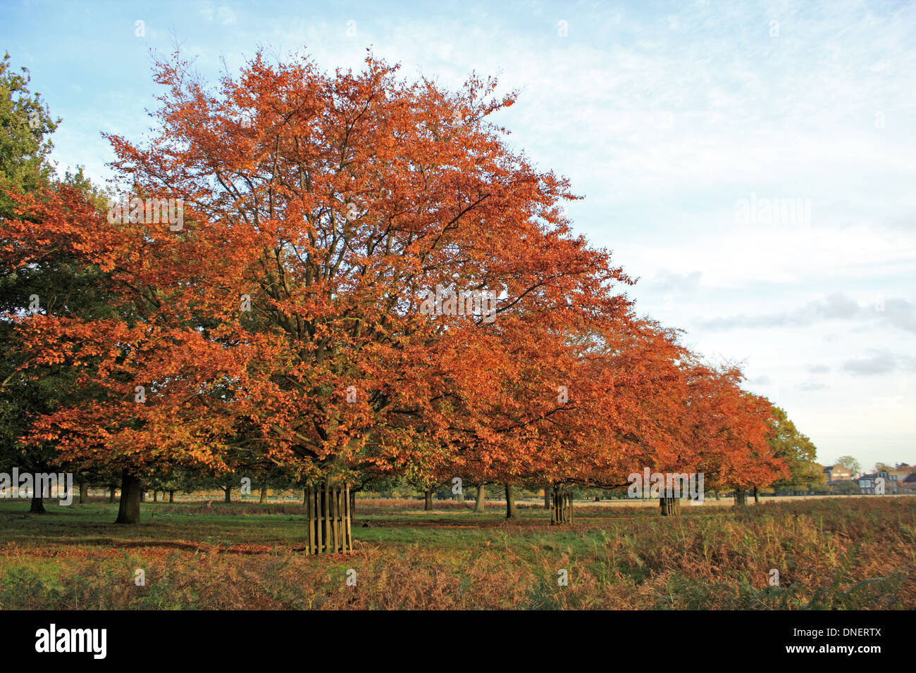 Foglie d'oro di faggi in Bushy Park autunno in Londra England Regno Unito Foto Stock