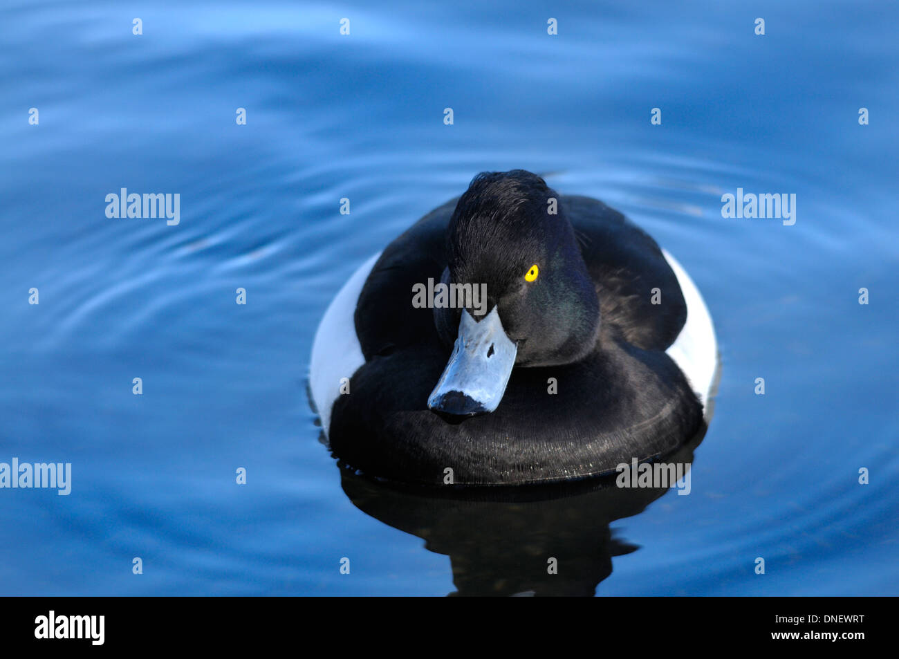 Moretta (Aythya fuligula) London, Dicembre Foto Stock