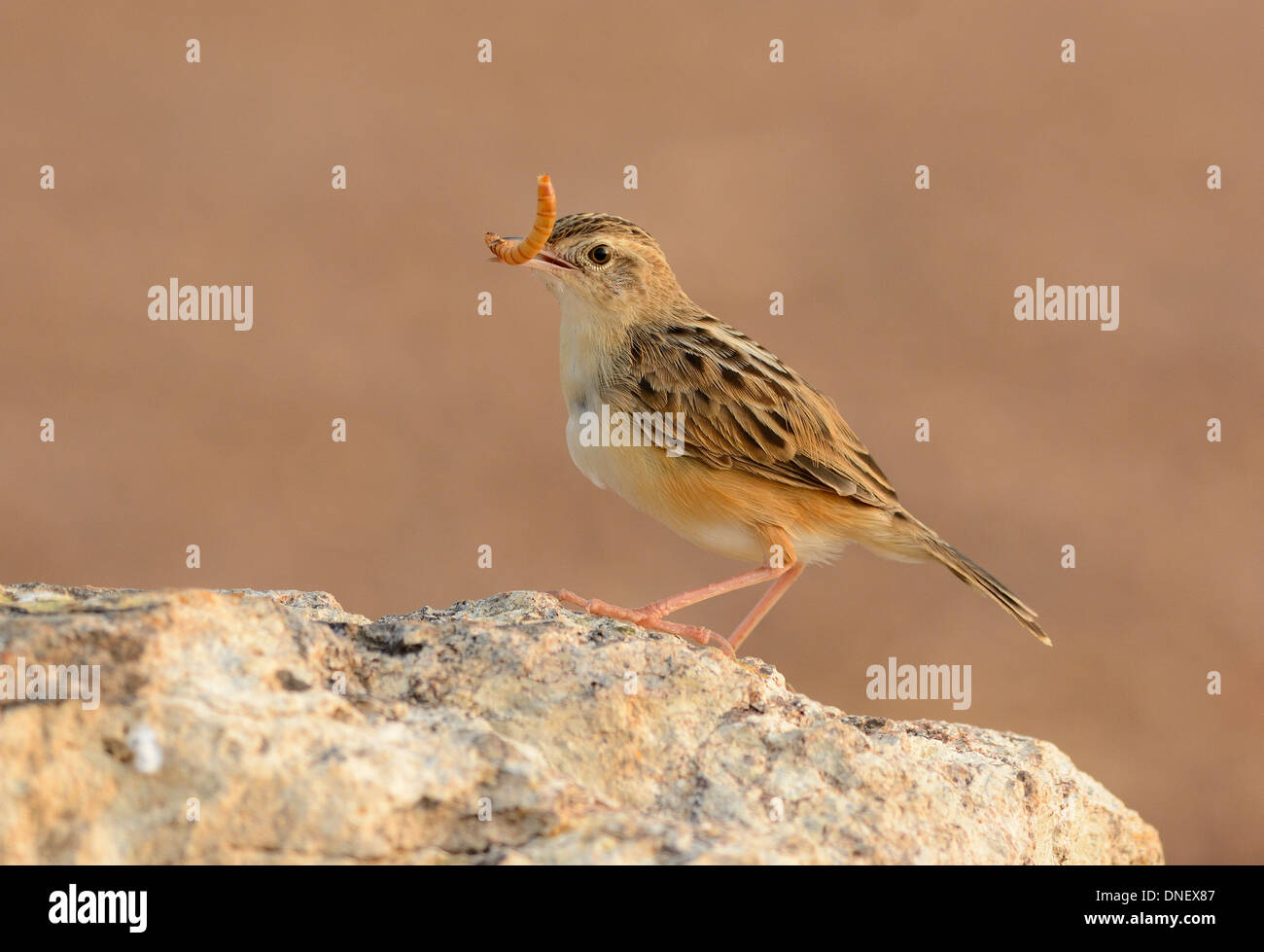 Bella Zitting Cisticola (Cisticola juncidis) stando a terra Foto Stock