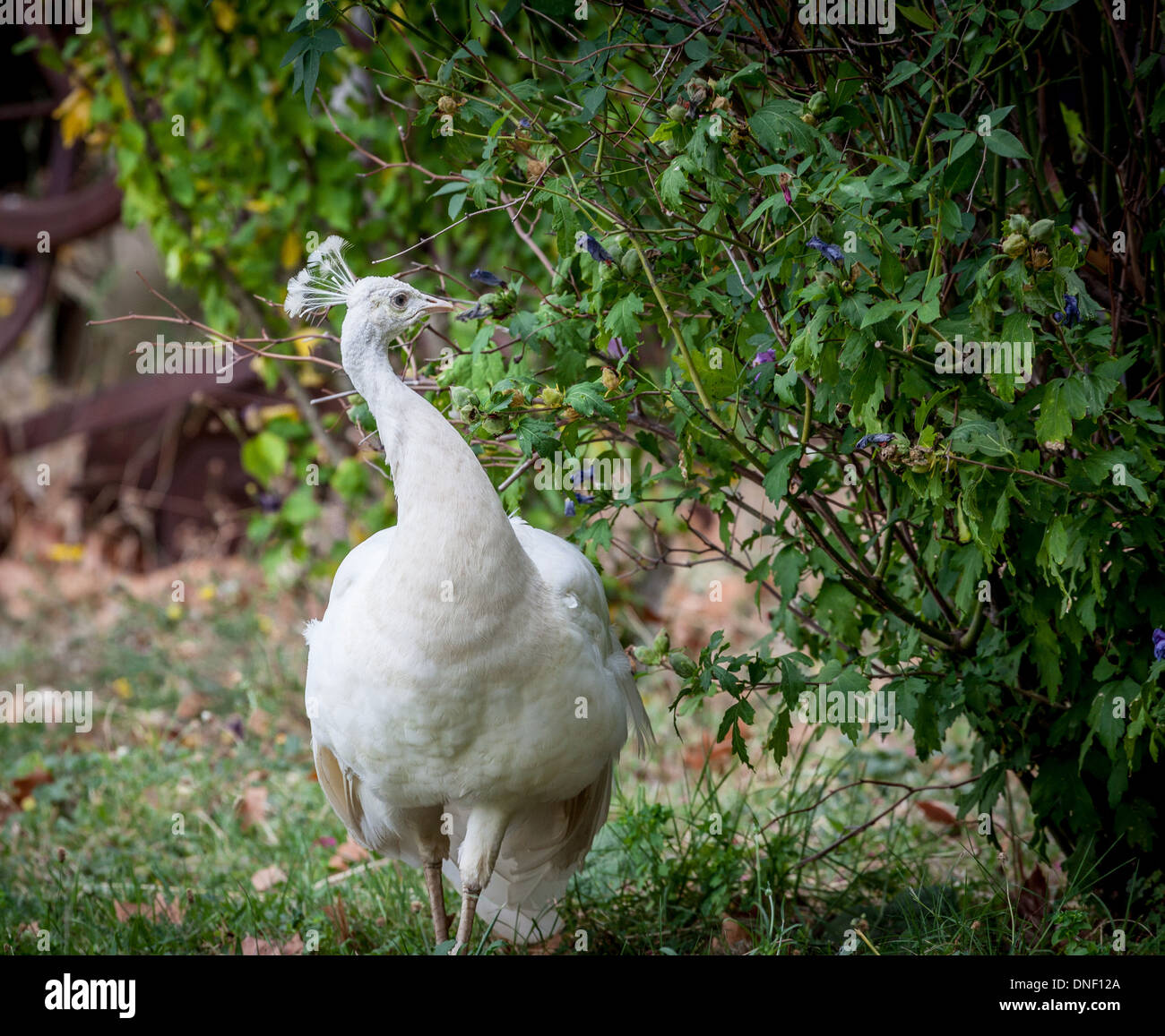 Murviel-lès-Béziers, Languedoc-Roussillon, Francia. White Peacock vagare nei giardini e vigneti di Château Coujon. Foto Stock