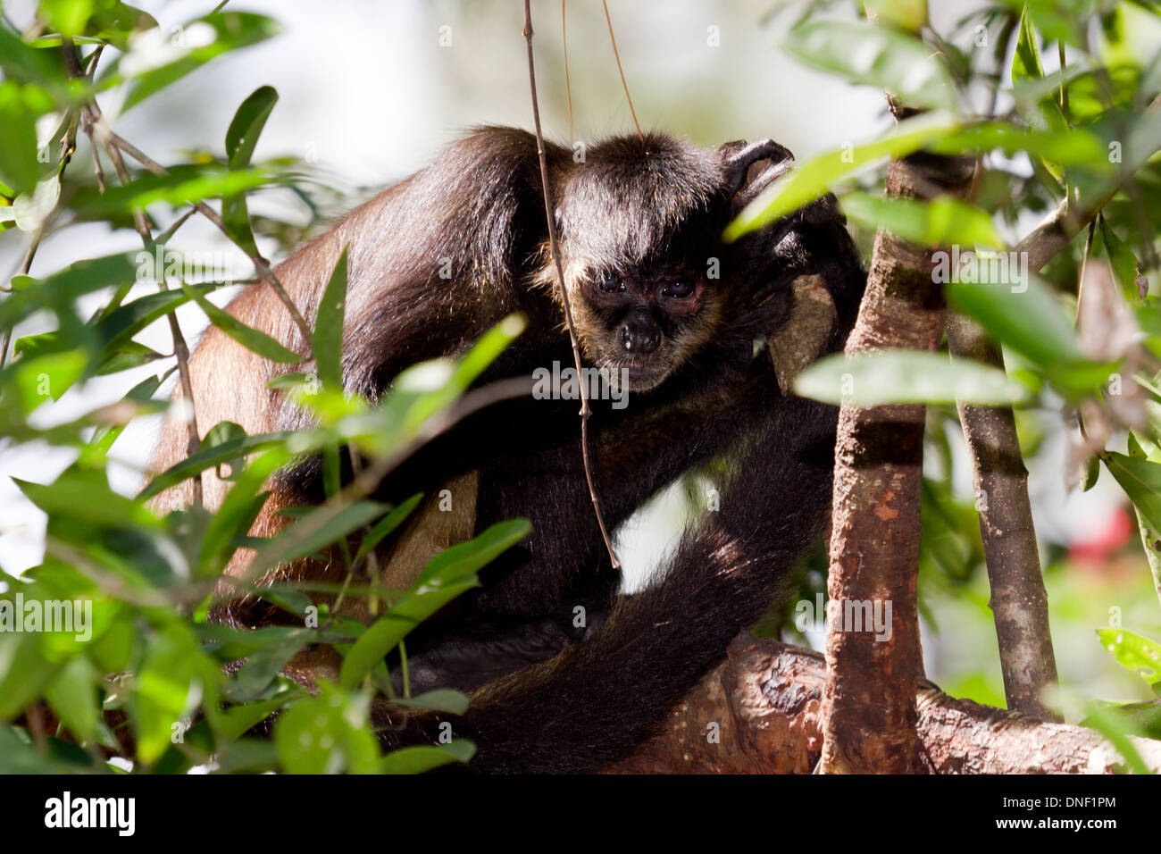 Spider monkey nella foresta pluviale del Belize Foto Stock