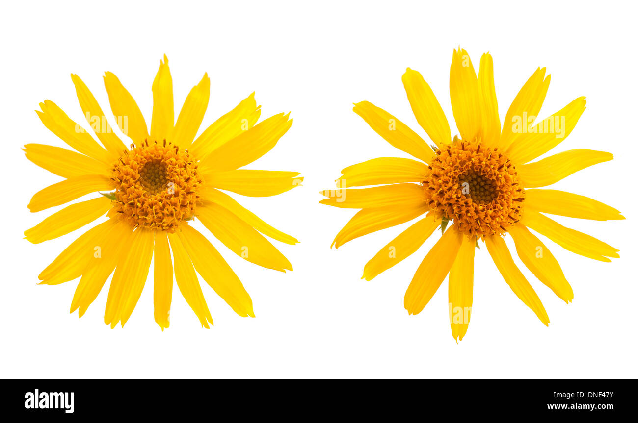Arnica Montana fiori su sfondo bianco Foto Stock