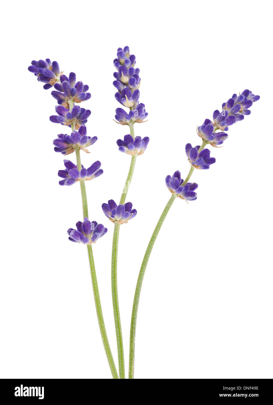 Lavanda fiori isolati su bianco Foto Stock