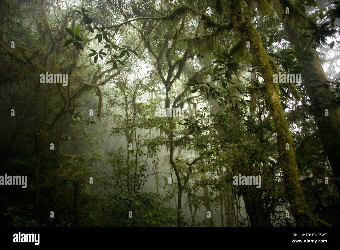 Alberi della nube foresta El Triunfo Riserva della Biosfera in Sierra Madre mountains, Chiapas, Messico. Foto Stock