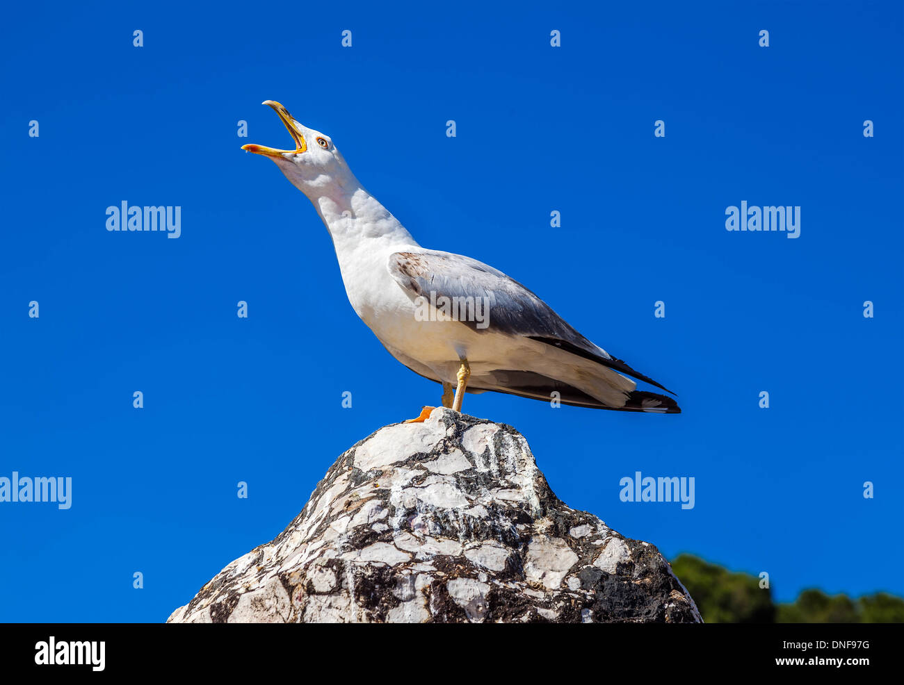 Urlando seagull su uno sfondo di cielo blu di close-up Foto Stock