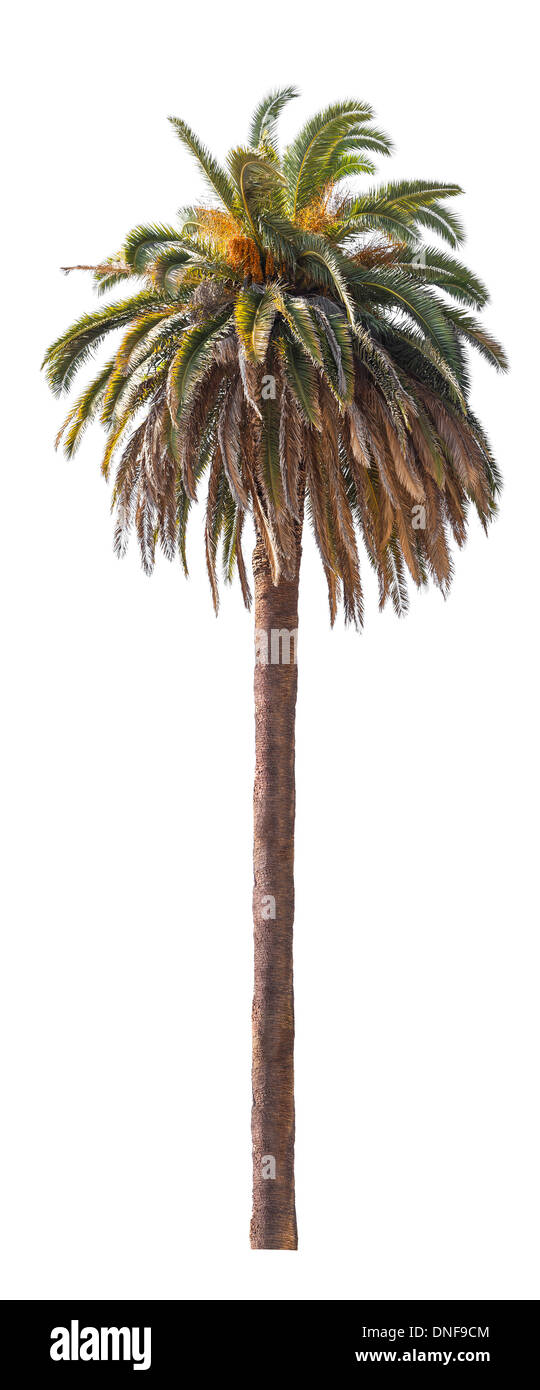 Palm tree isolati su sfondo bianco. Foto Stock