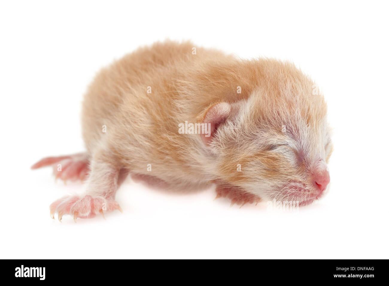 Il nuovo nato gattino marrone su sfondo bianco Foto Stock