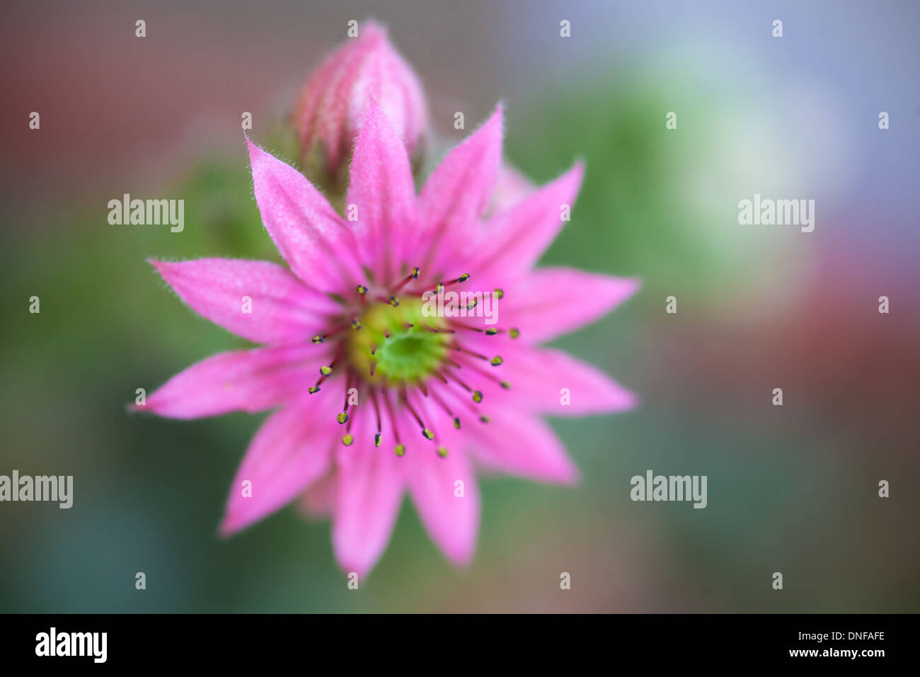 primo piano di fioritura del fiore di hoouseleek Foto Stock