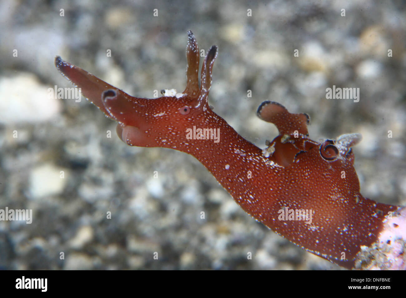 Aplysia è un minuscolo tipo os mollusck, un opisthobranch Foto Stock