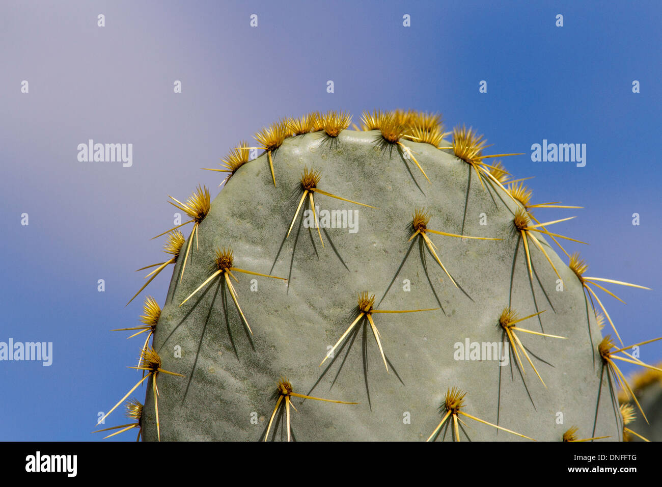 Texas Prickly Pear Cactus, Opuntia engelmannii, nel deserto nel Texas sud-occidentale Foto Stock