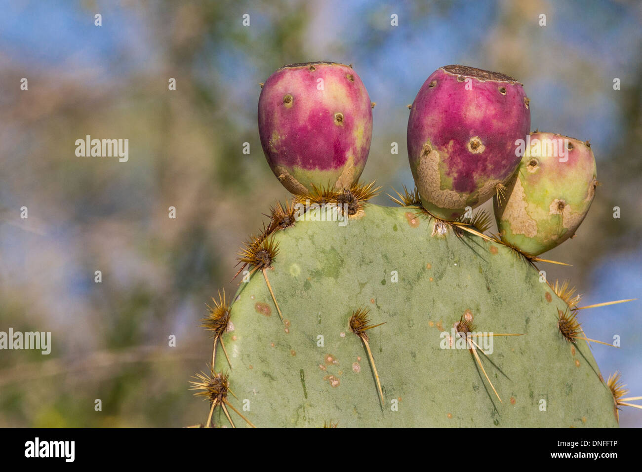 Texas Prickly Pear Cactus, Opuntia engelmannii, nel Texas sudoccidentale. Foto Stock