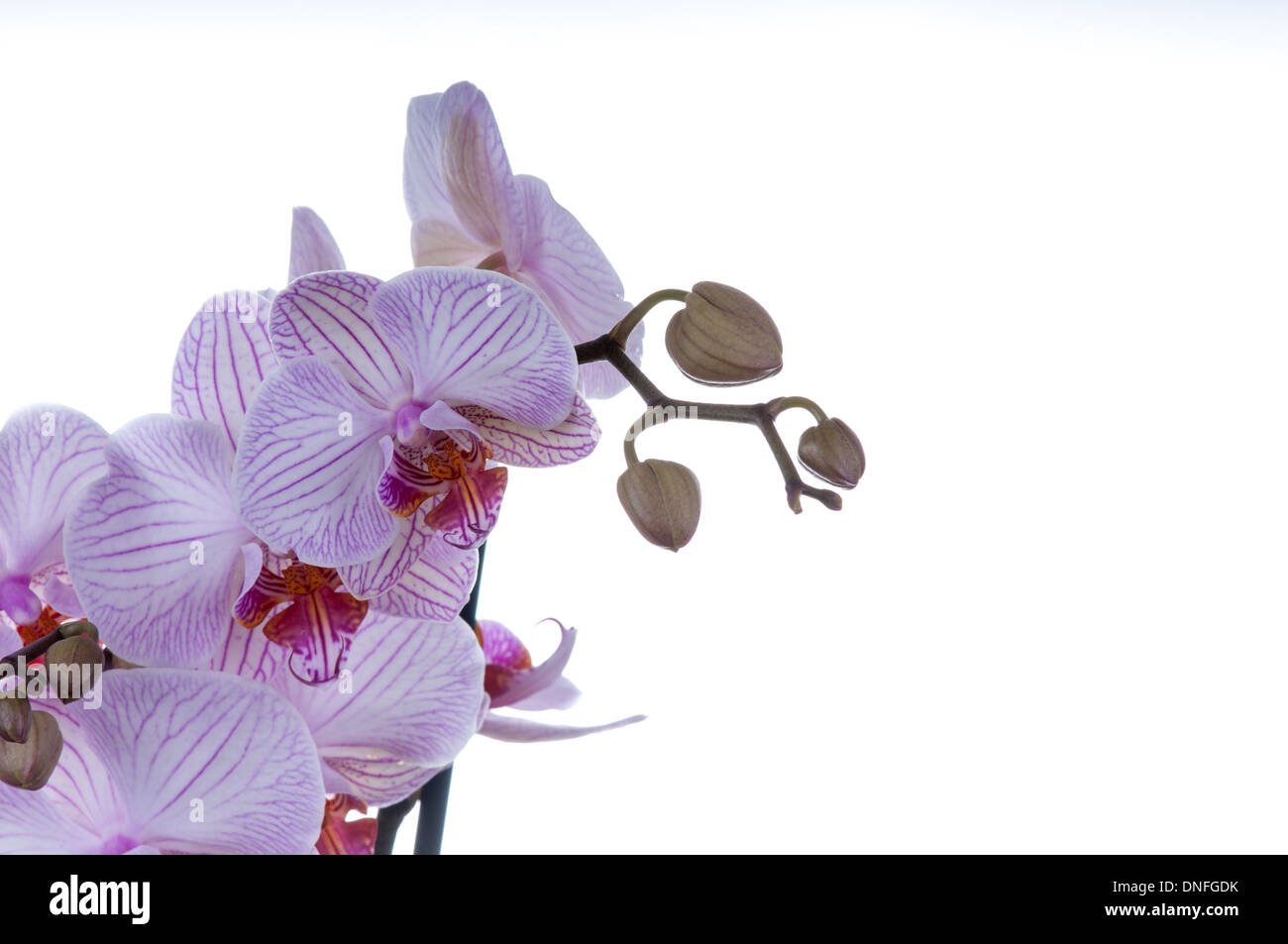 Bella orchid su uno sfondo bianco. studio shot Foto Stock