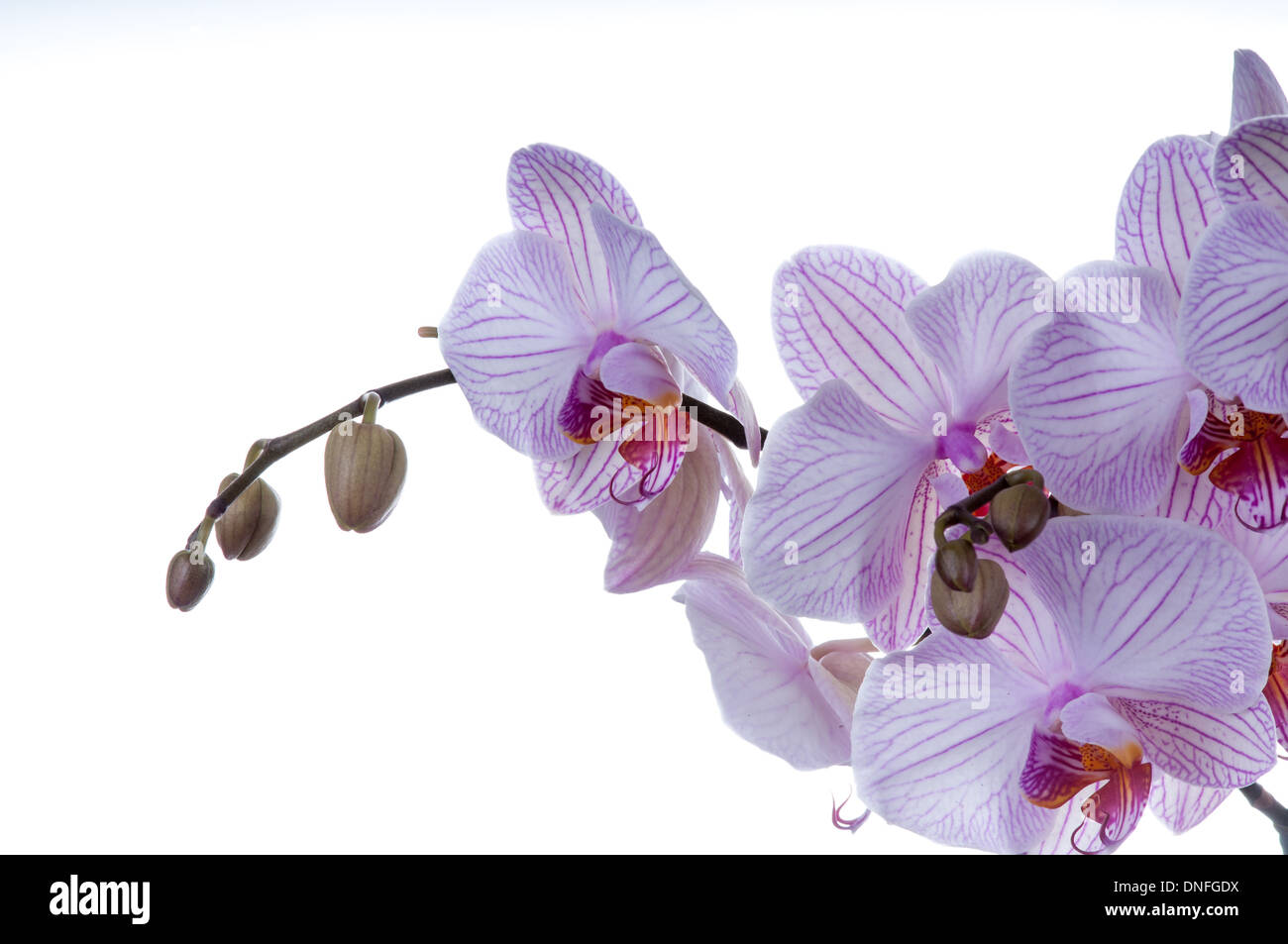 Bella orchid su uno sfondo bianco. studio shot Foto Stock