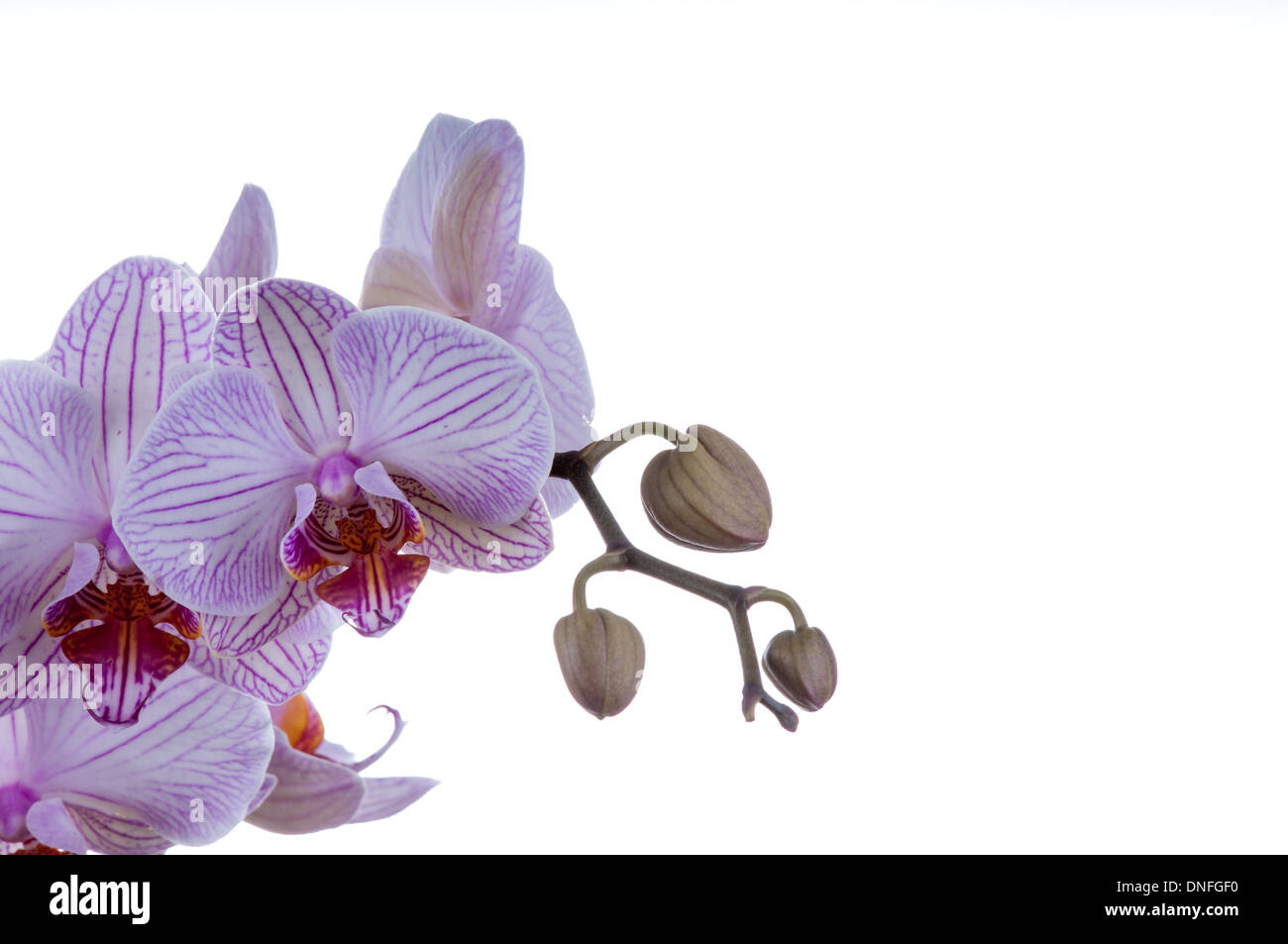 Bella orchidea. shot orizzontale su uno sfondo bianco. studio shot Foto Stock