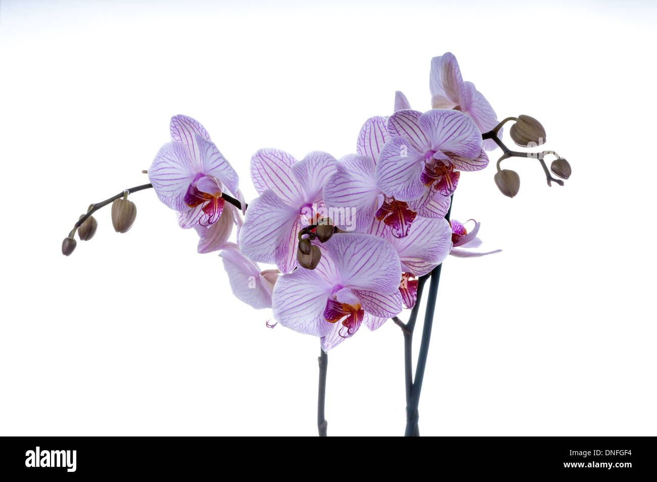 Bella orchid con steli su uno sfondo bianco. studio shot Foto Stock