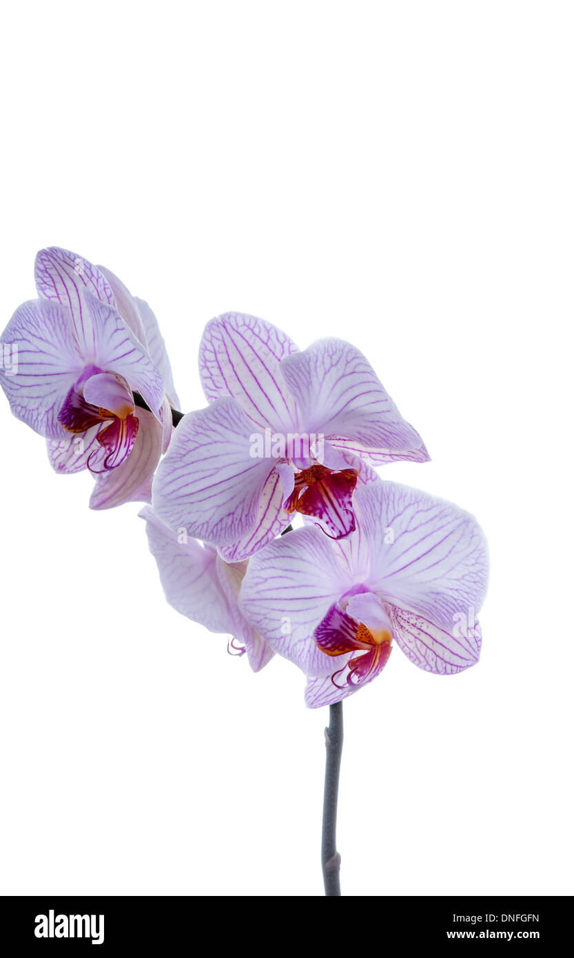 Bella viola fiori di orchidea su sfondo bianco. studio shot Foto Stock