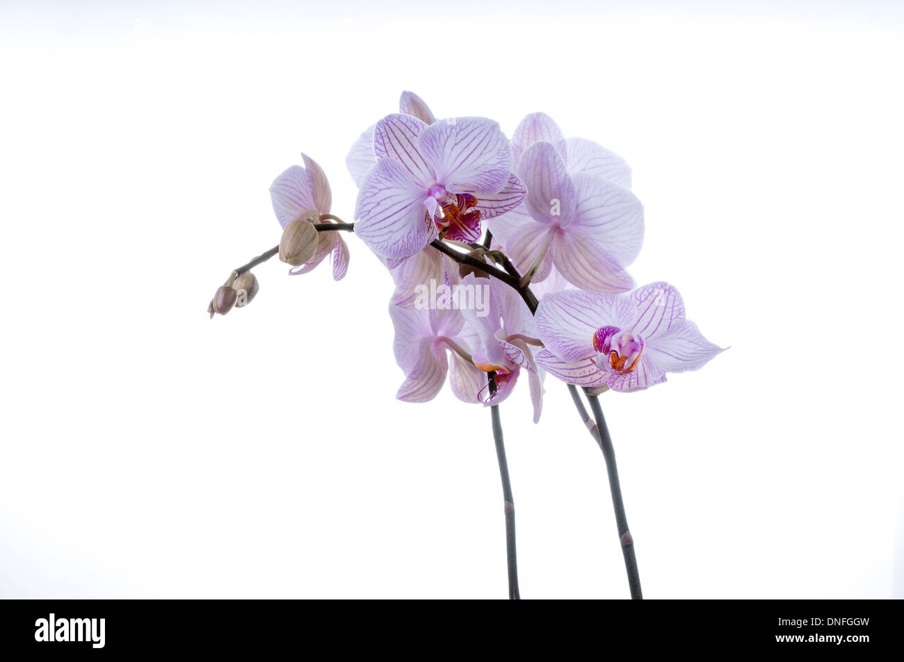 Bella orchid steli su uno sfondo bianco. studio shot Foto Stock