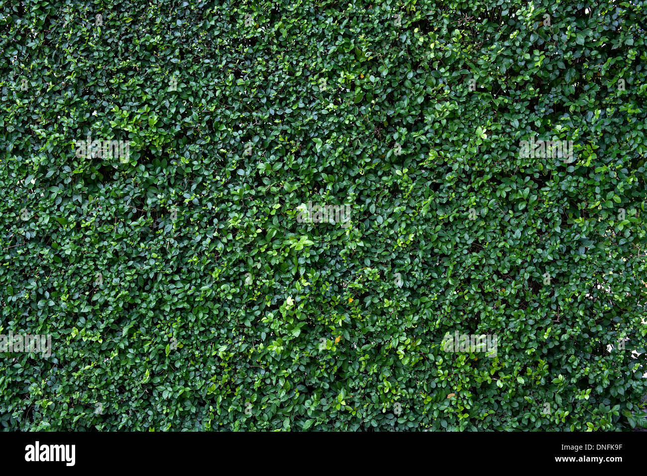 Verde Naturale parete in foglia, eco friendly background Foto Stock