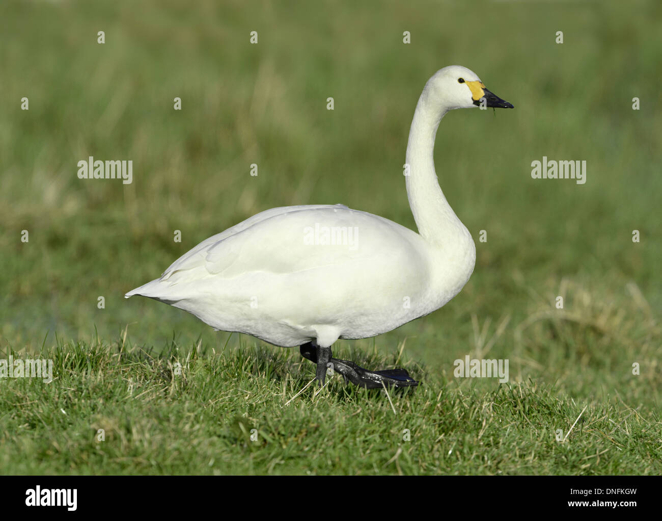 Bewick's Swan Cygnus columbianus Foto Stock