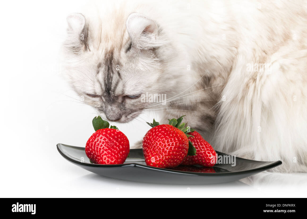 Bianco gatto domestico mangia fresco fragola rossa Foto Stock