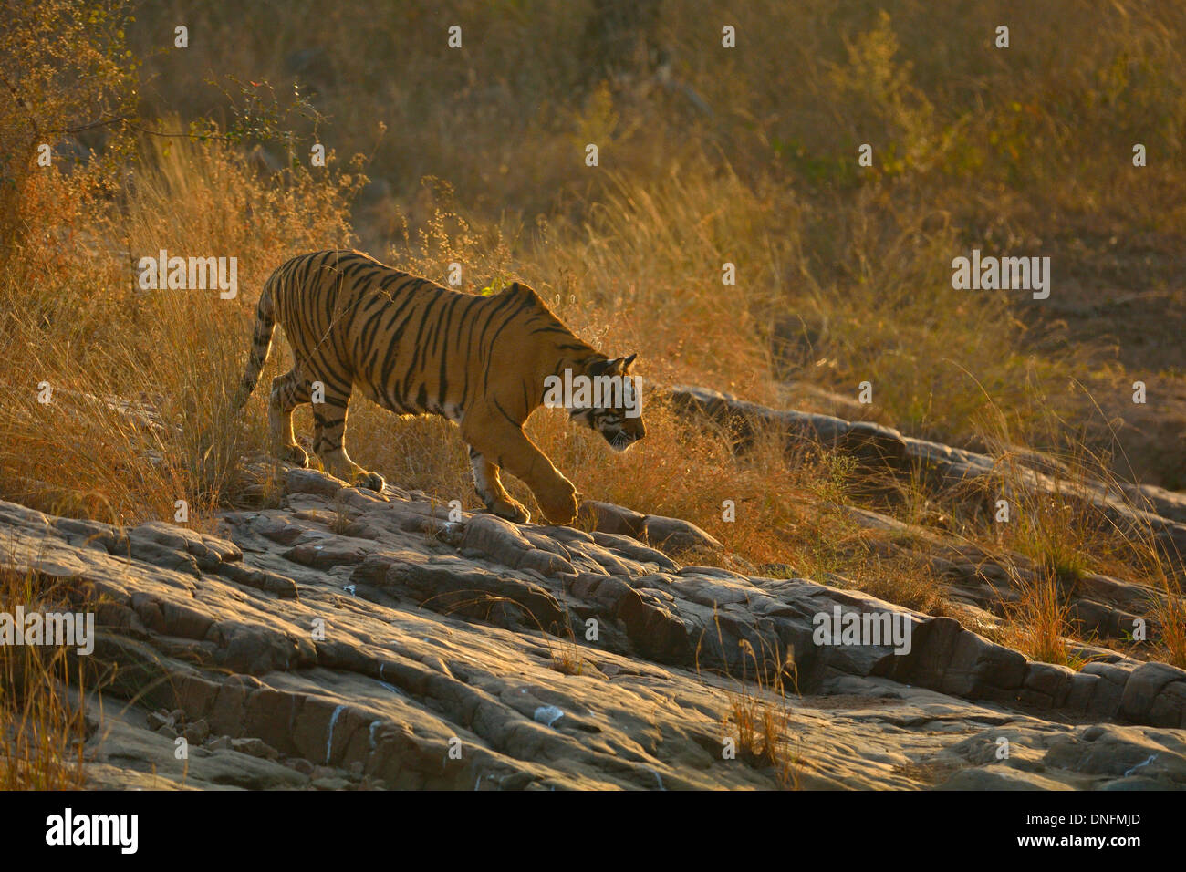 Tiger retroilluminato in aperta foreste di Ranthambore Foto Stock