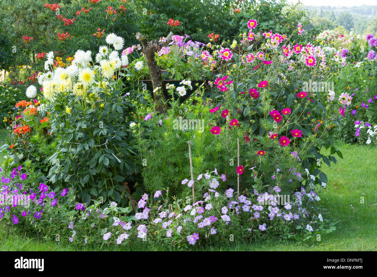 Dalie, Cosmos bipinnatus, nelle petunie, Campsis radicans lontano, Paulette Basset giardino e casa, Villegouin, Francia Foto Stock