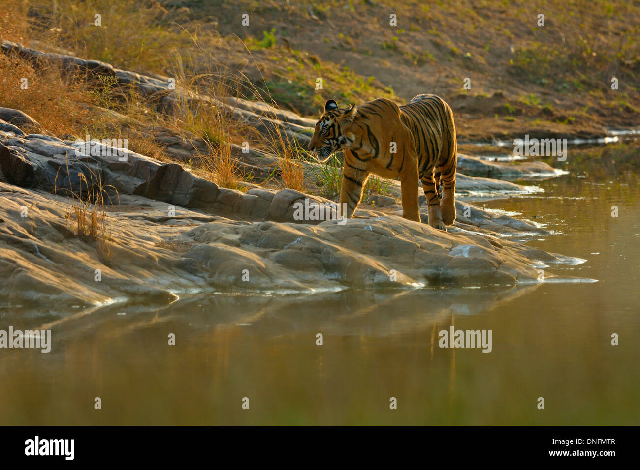 Tiger vicino a un roccioso foro di acqua in Ranthambhore national park Foto Stock