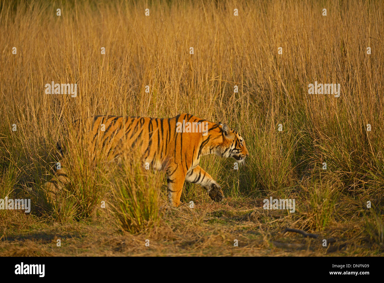 Wild tiger in un habitat della foresta nel parco nazionale di Ranthambore Foto Stock