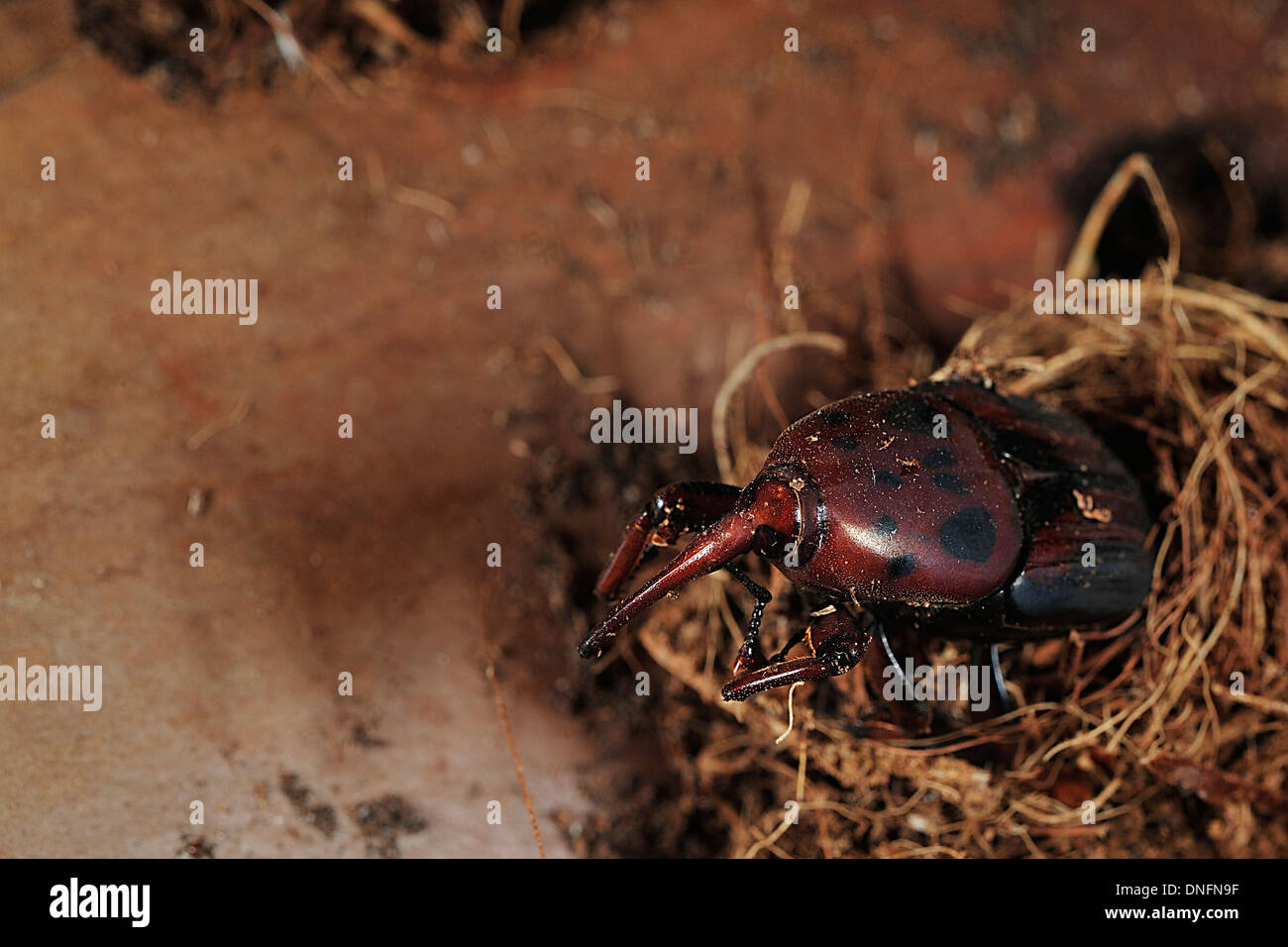 Rosso curculione palm, Rhynchophorus ferrugineus, Coleoptera, Curculionidae Lazio, Italia Foto Stock