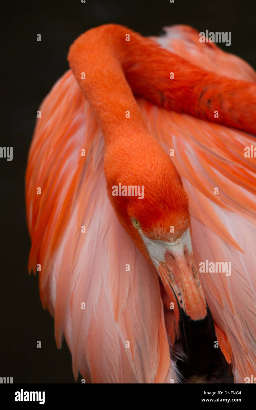 Close up di un Carribean flamingo preening Foto Stock